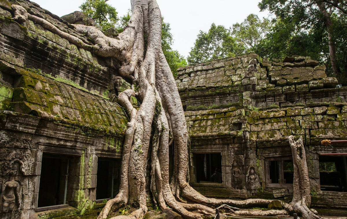 Templo de Ta Prohm entre raíces