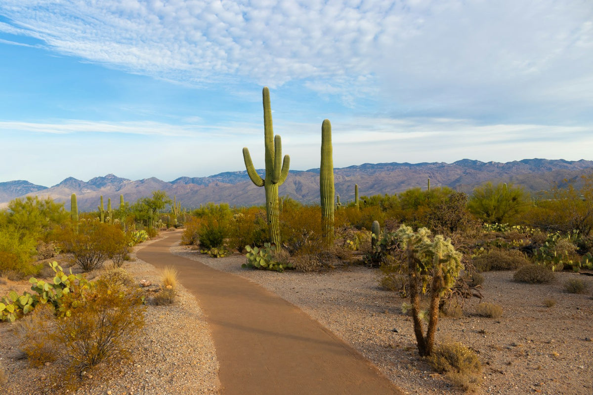Sendero entre cactus saguaro en el desierto