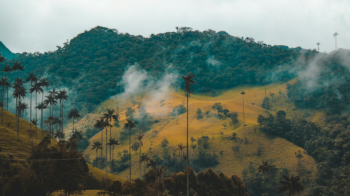 Palmeras de cera entre la niebla