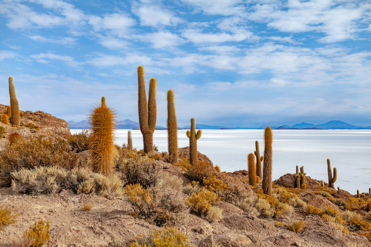 Cactus junto al salar