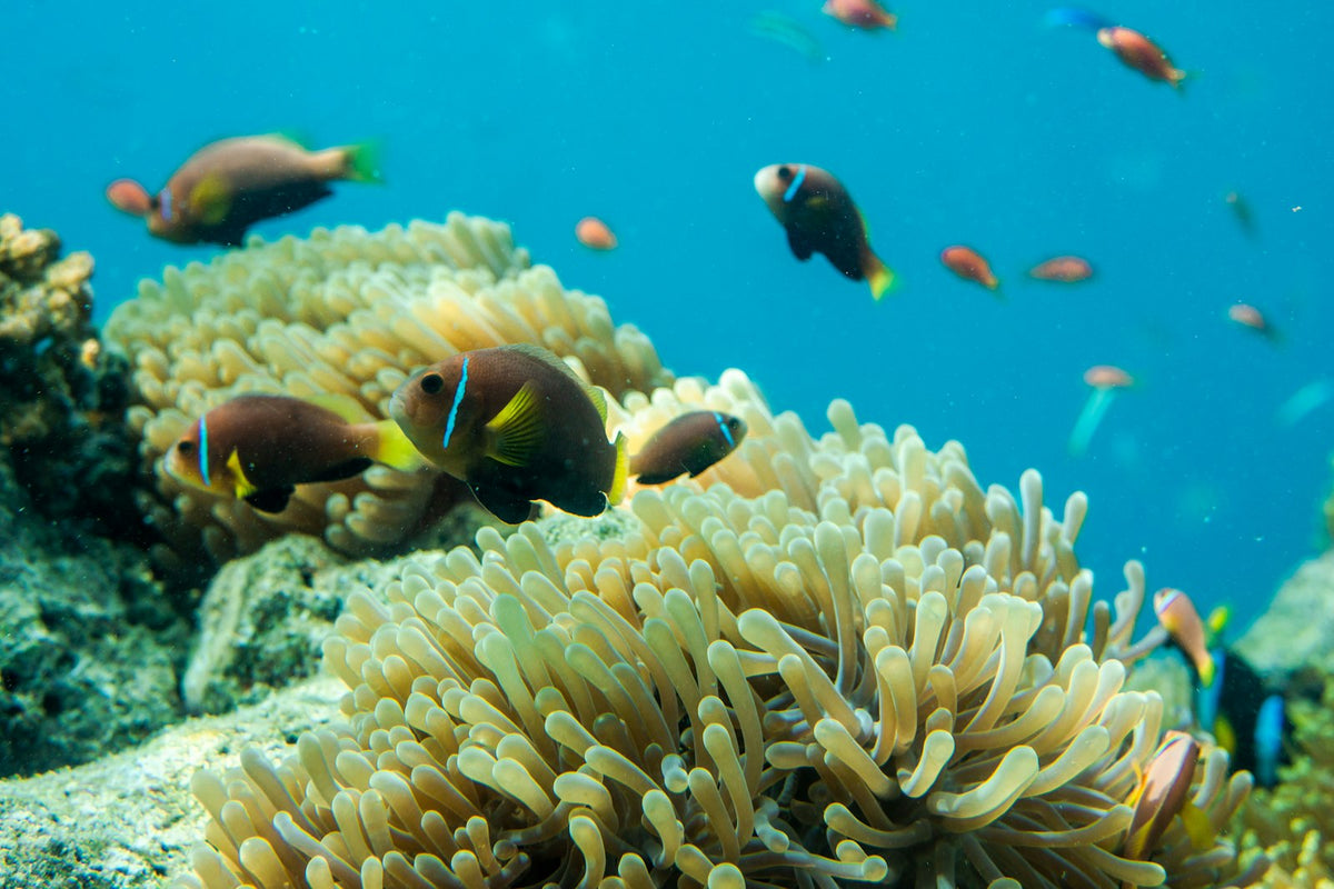 Peces sobre un arrecife de coral