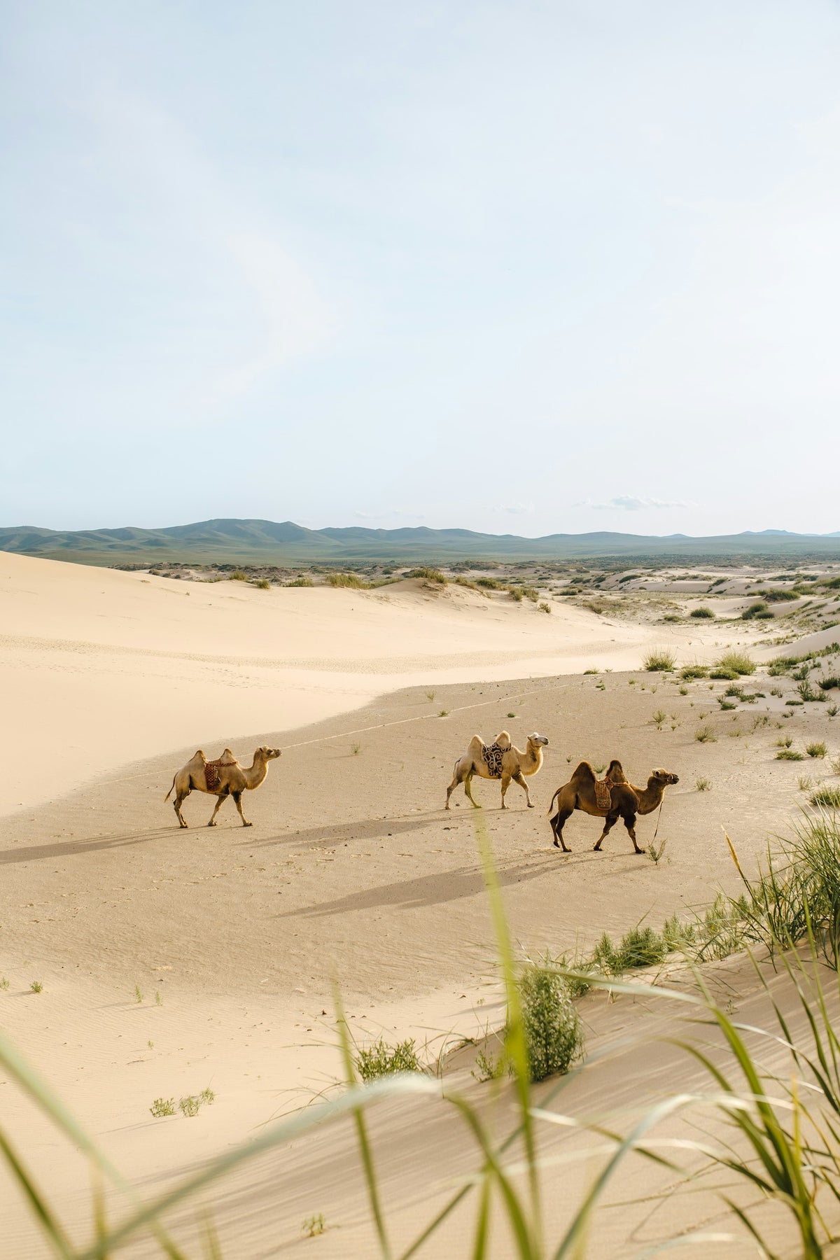 Camellos en el desierto de Gobi