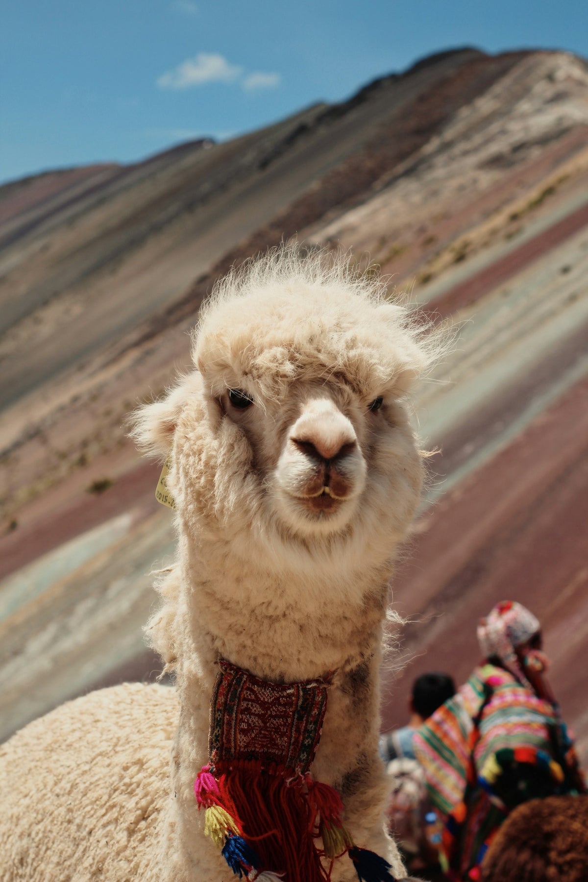 Llama en las colinas andinas