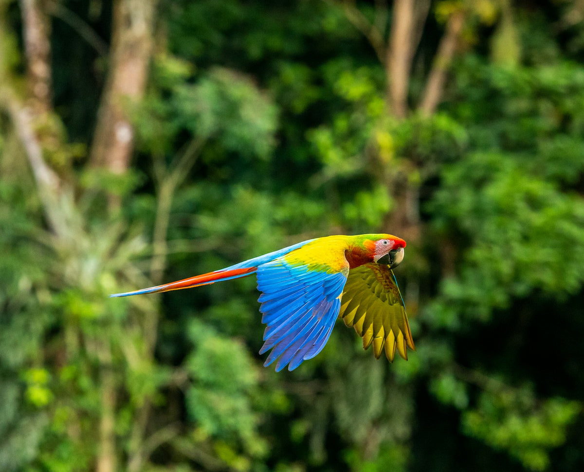 Guacamaya roja