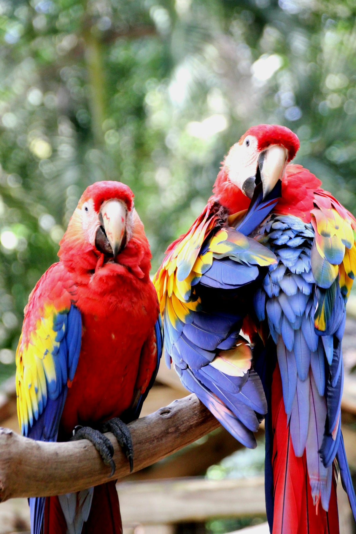 Guacamaya roja, ave nacional