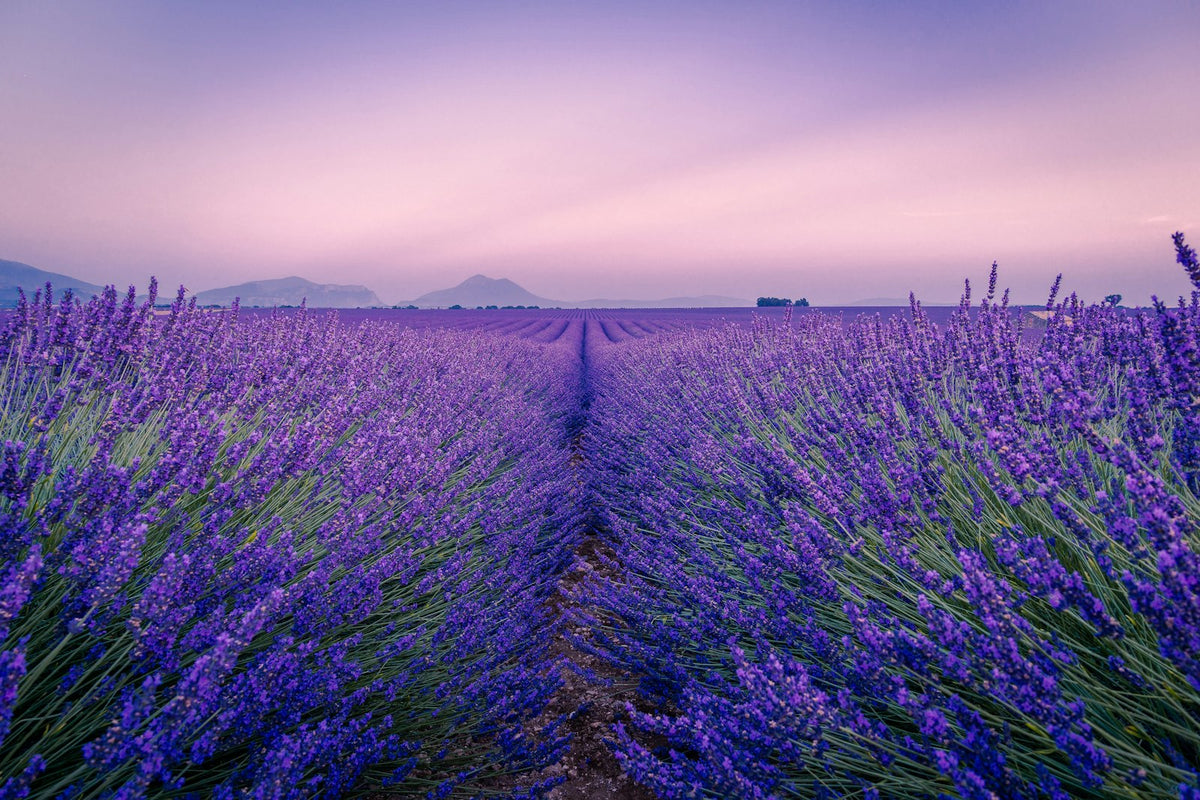 Campos de lavanda en Valensole, Provenza