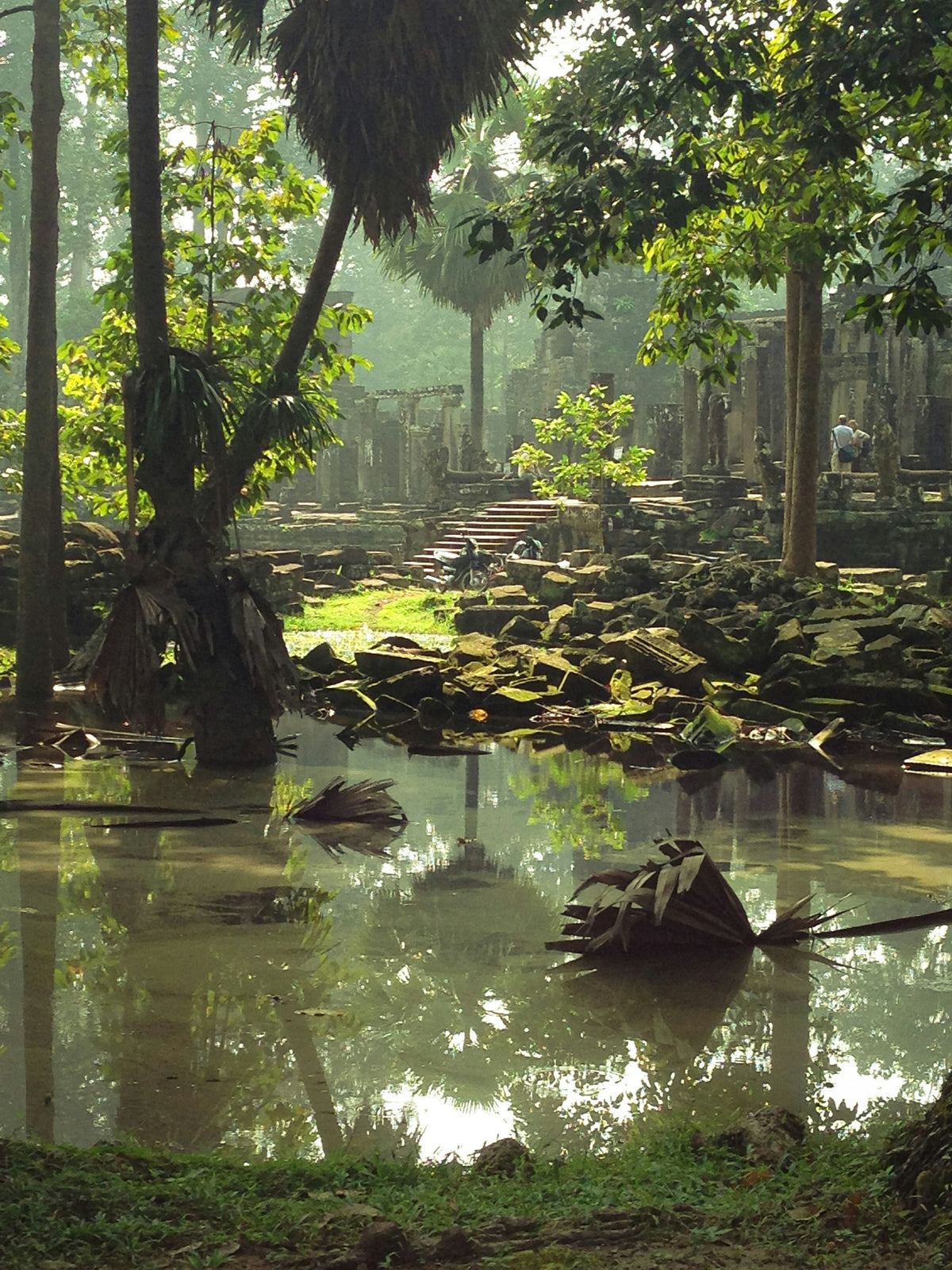 Árboles sobre el agua en Camboya