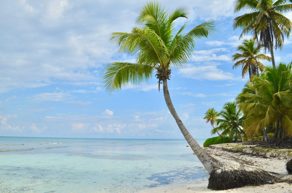 Palmera inclinada sobre el mar en isla Saona