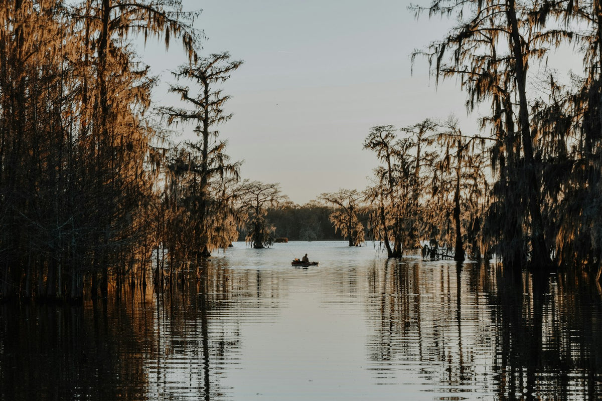 Bayou rodeado de árboles