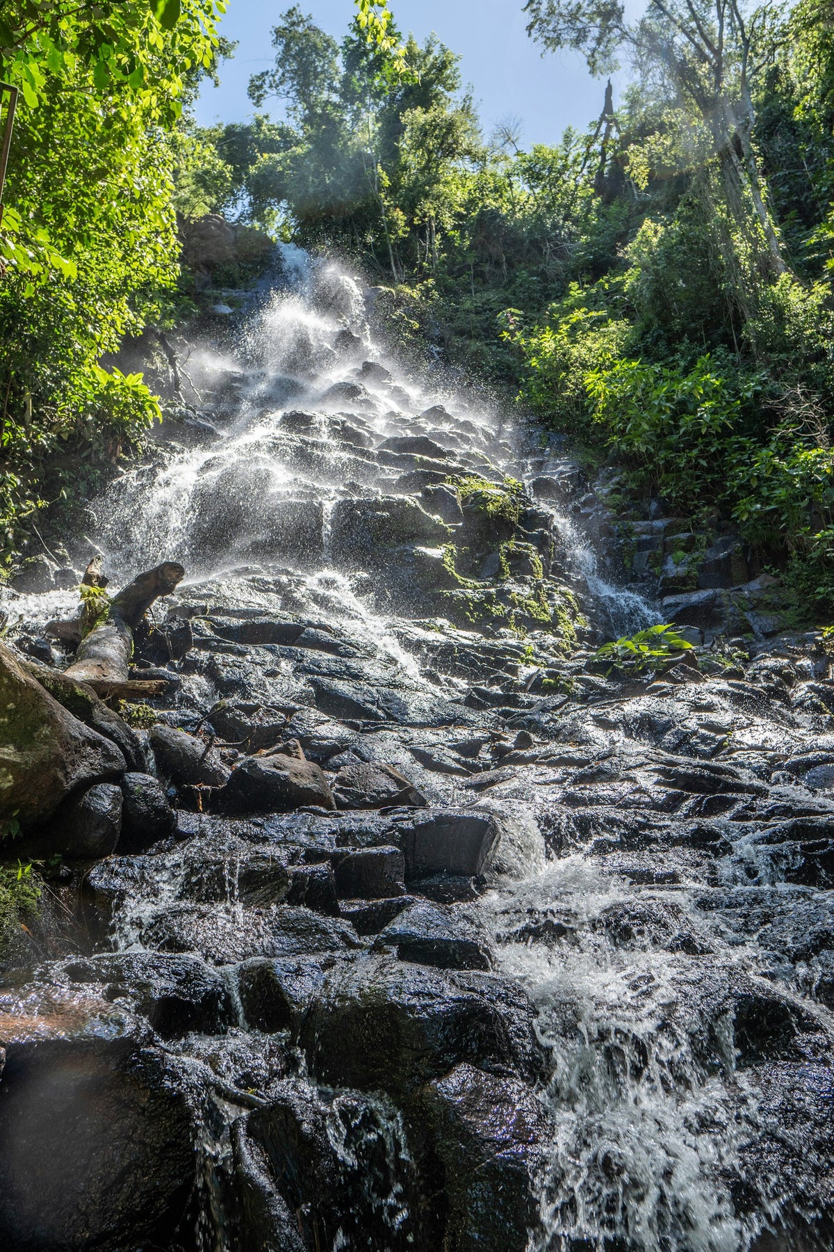 Río entre bosque subtropical