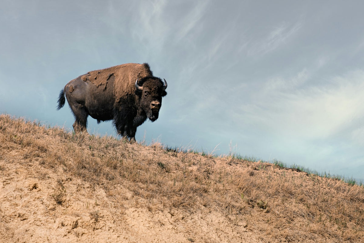 Bisonte en la pradera de Theodore Roosevelt