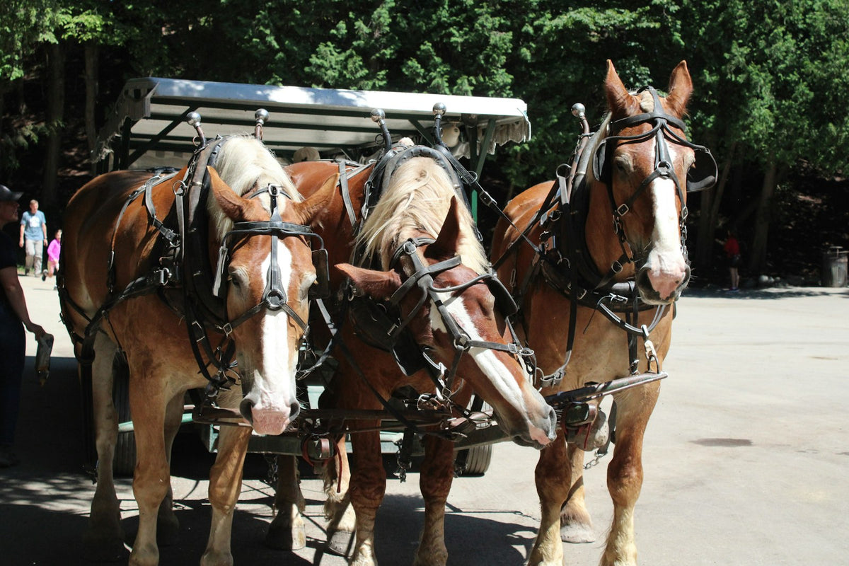 Carruaje de caballos en la isla Mackinac