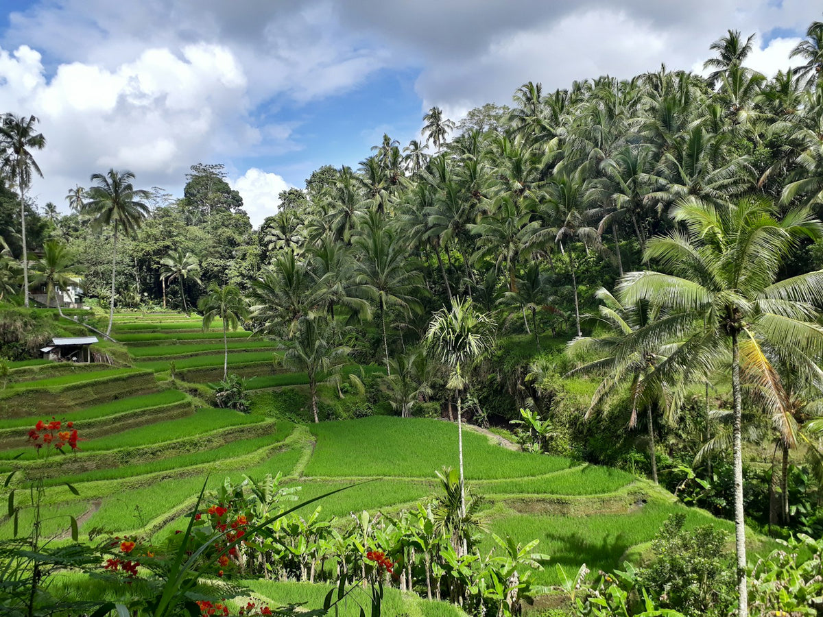 Arrozales entre palmeras en Bali