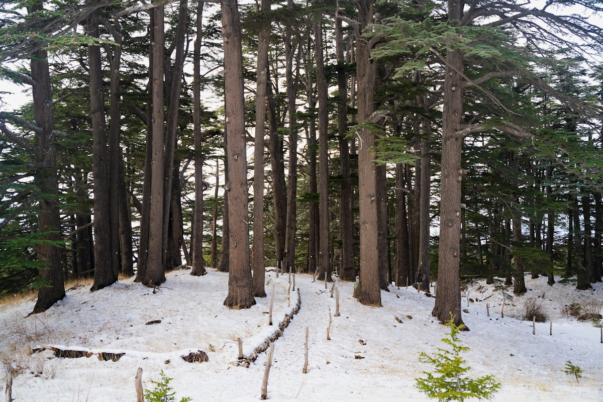 Cedros del Líbano nevados