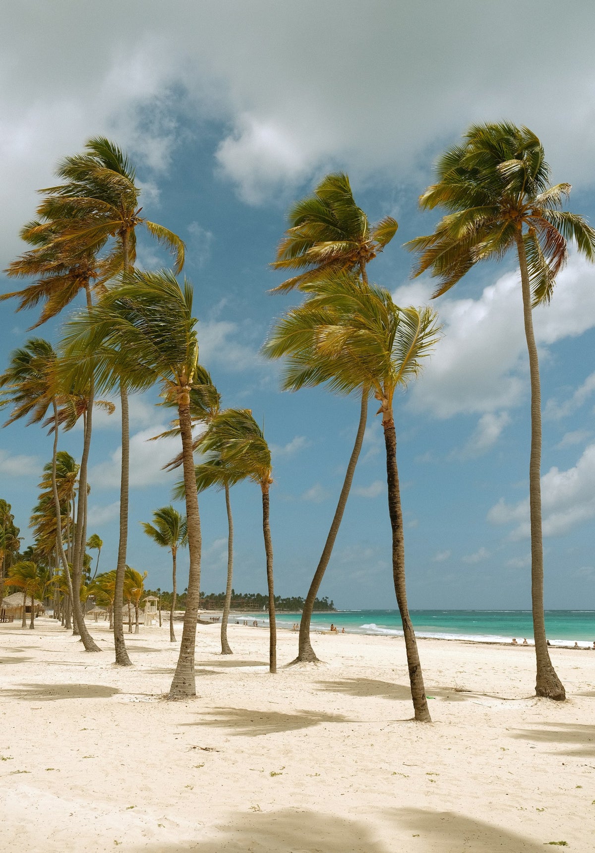 Palmeras al viento en la playa