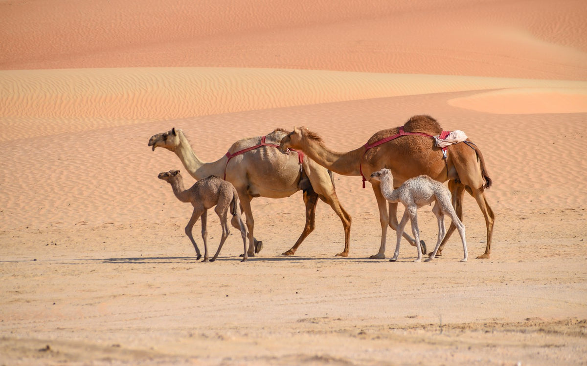 Camellos en el desierto