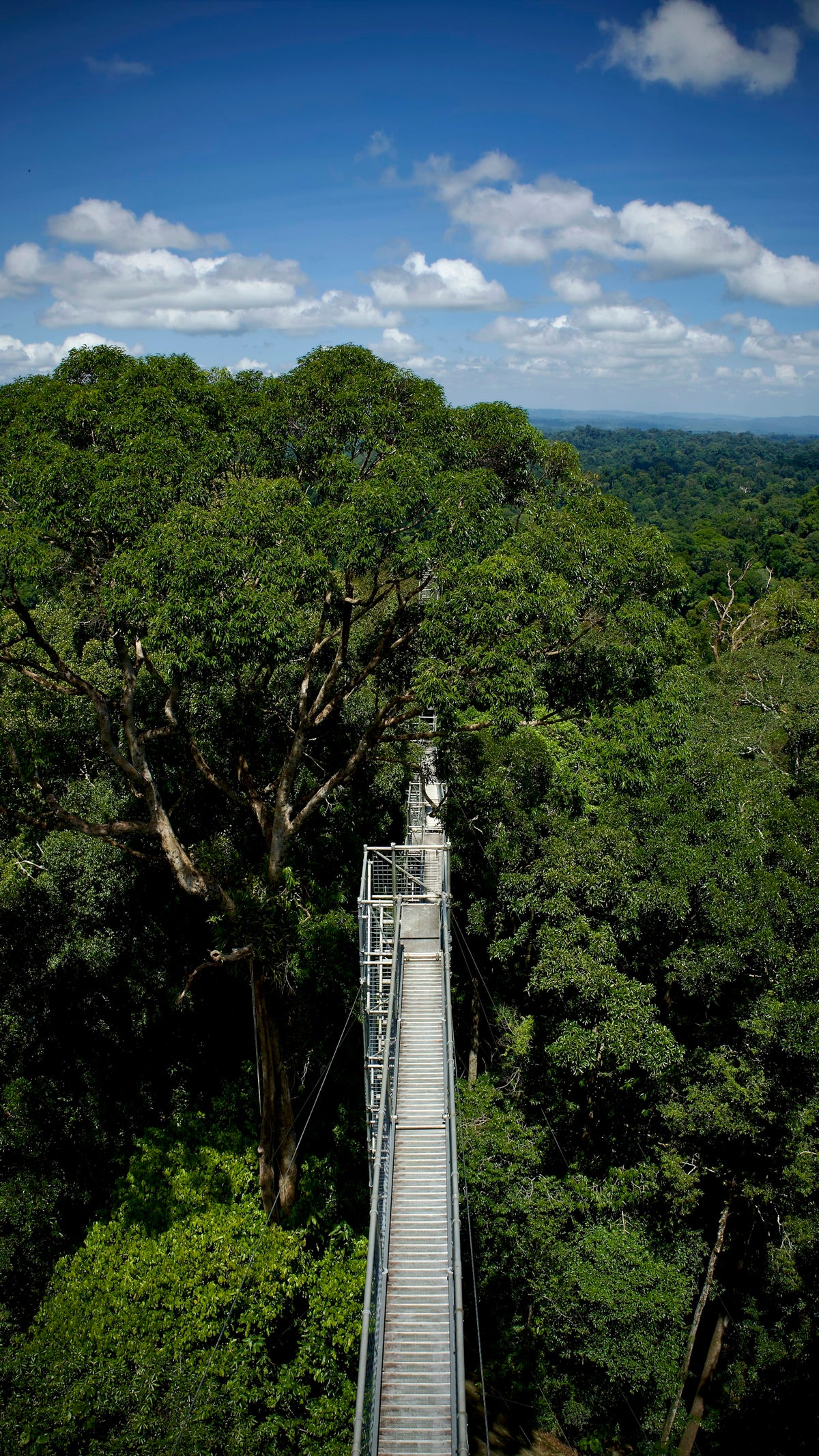 Pasarela en la selva de Borneo