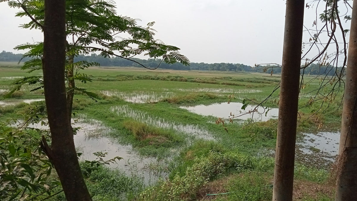 Manglares del Sundarbans