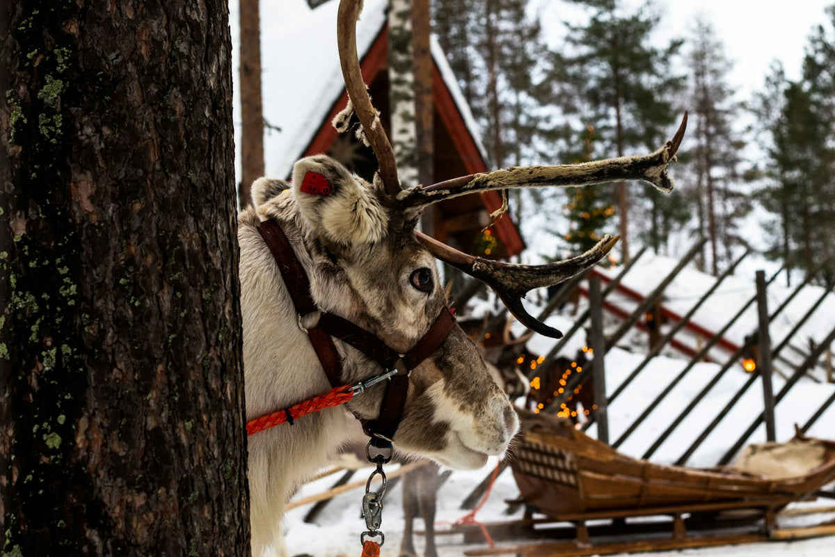 Trineo de renos en la nieve de Laponia